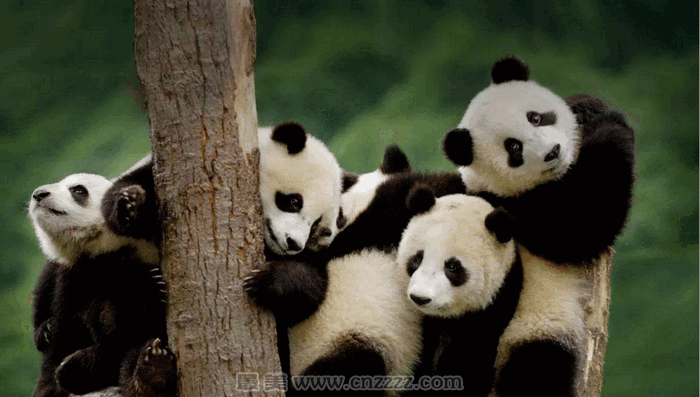中国大熊猫国家公园管理局是什么时候成立的？