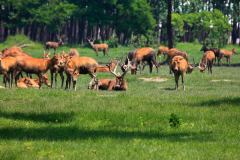 江苏大丰麋鹿自然保护区旅游攻略