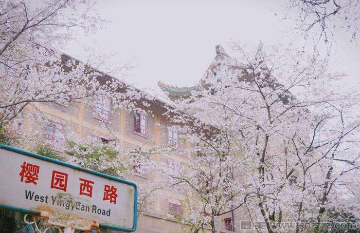 五一小长假期间去武汉大学看樱花可以吗？