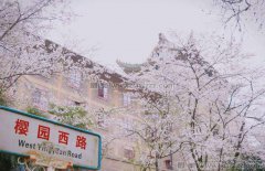 什么时候去武汉大学看樱花最好？