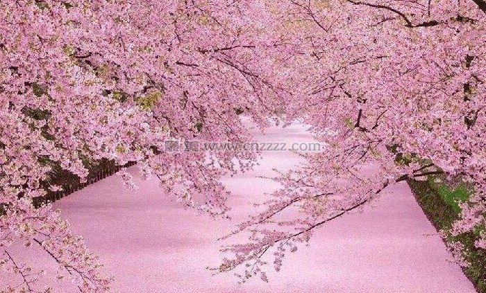 武汉大学的樱花什么时候的最美？什么时候去武大看樱花最好？