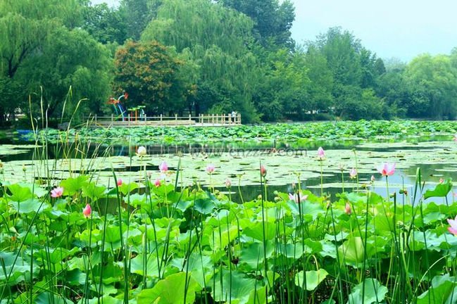 北京“国家植物园”简介和旅游攻略